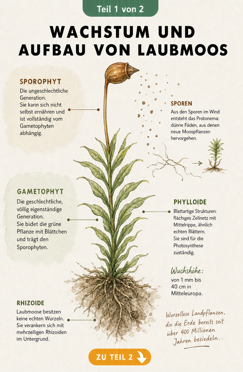 Botanische Illustration einer Laubmoospflanze mit Stämmchen, Blättchen und Sporenkapsel