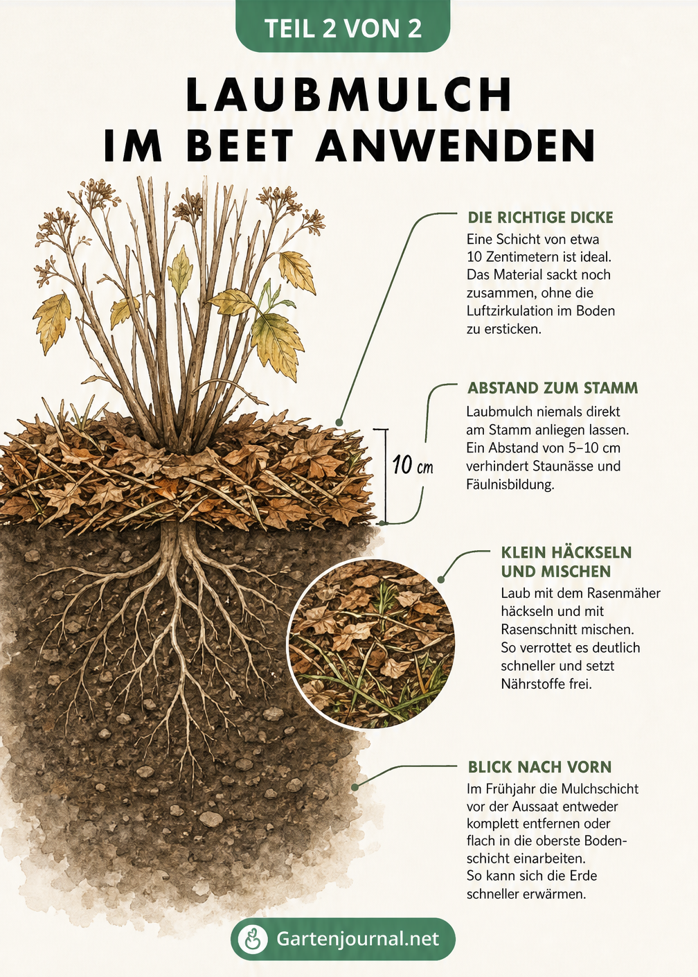 Schnittzeichnung eines Gartenbeets im Herbst, die eine 10 Zentimeter dicke Laubmulchschicht zeigt, die nicht direkt am Pflanzenstamm anliegt.