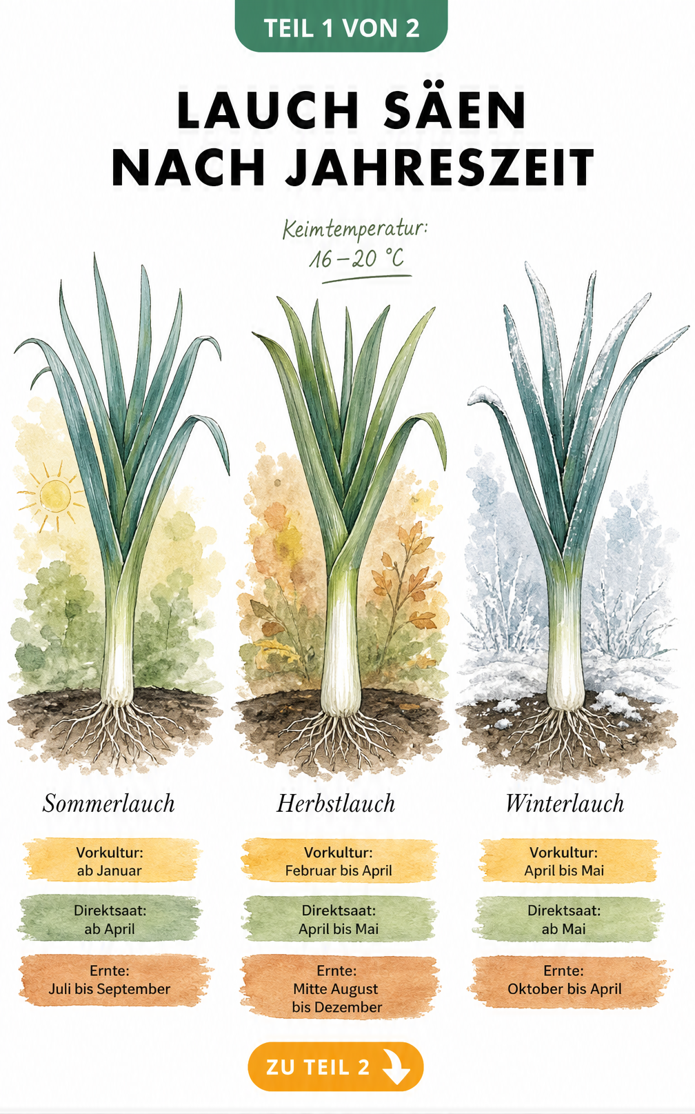 Botanische Illustration von Sommerlauch, Herbstlauch und Winterlauch mit Zeitstrahl für Vorkultur, Direktsaat und Ernte