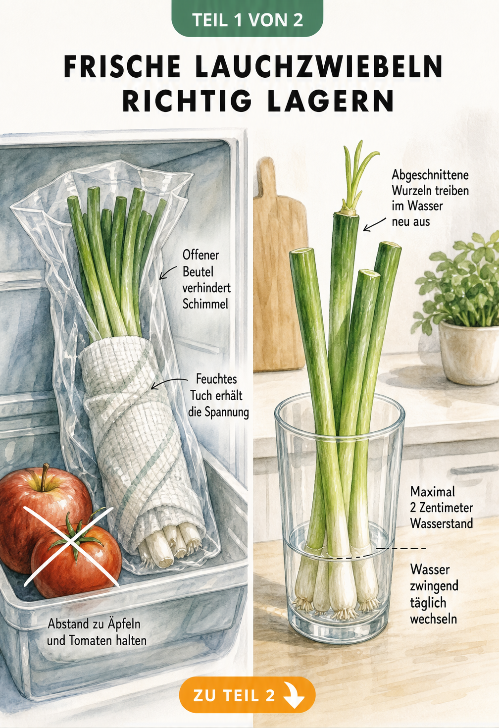 Illustration zur Lagerung von Lauchzwiebeln im Kühlschrank und im Wasserglas