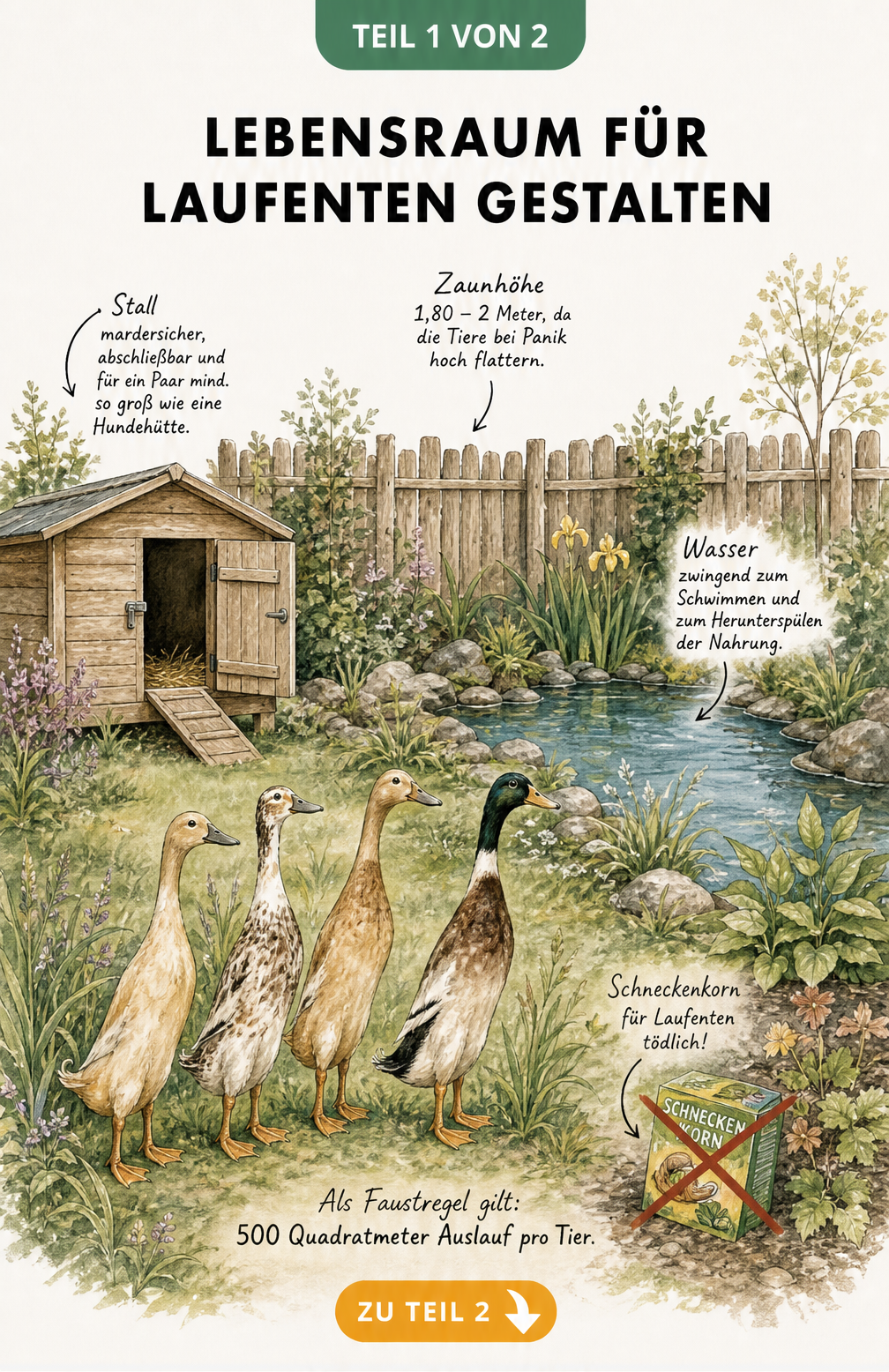 Illustration eines artgerechten Gartens für Laufenten mit Teich, Stall und hohem Zaun