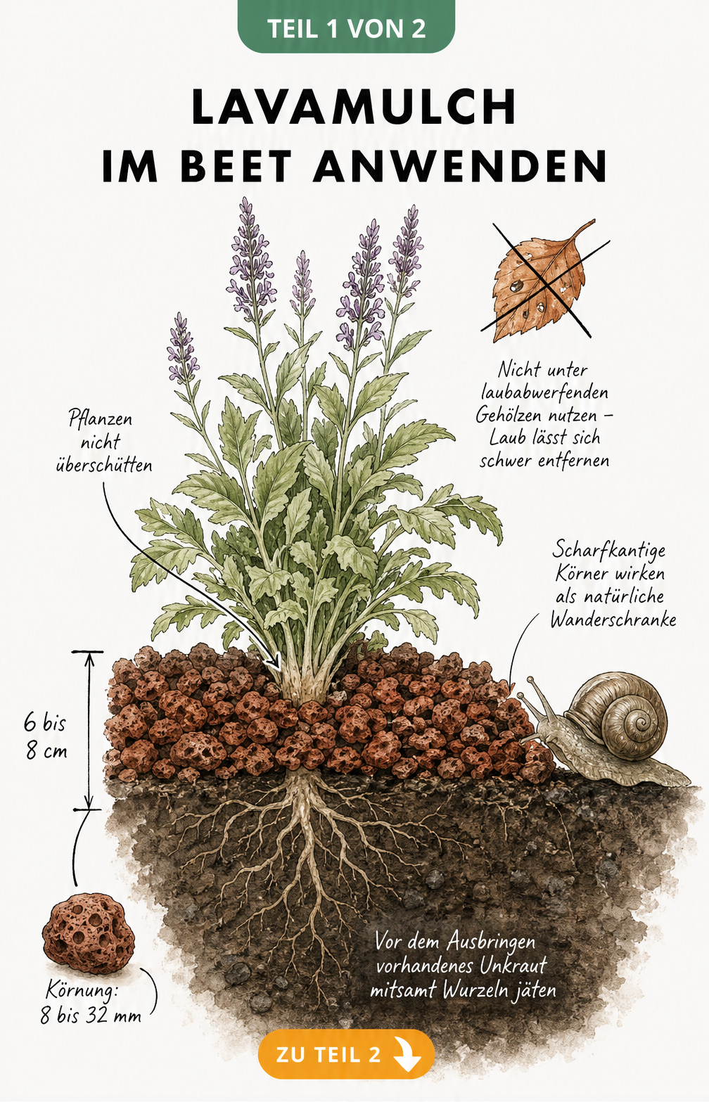Querschnitt eines Gartenbeets mit Lavamulch-Schicht, Pflanze und Nacktschnecke
