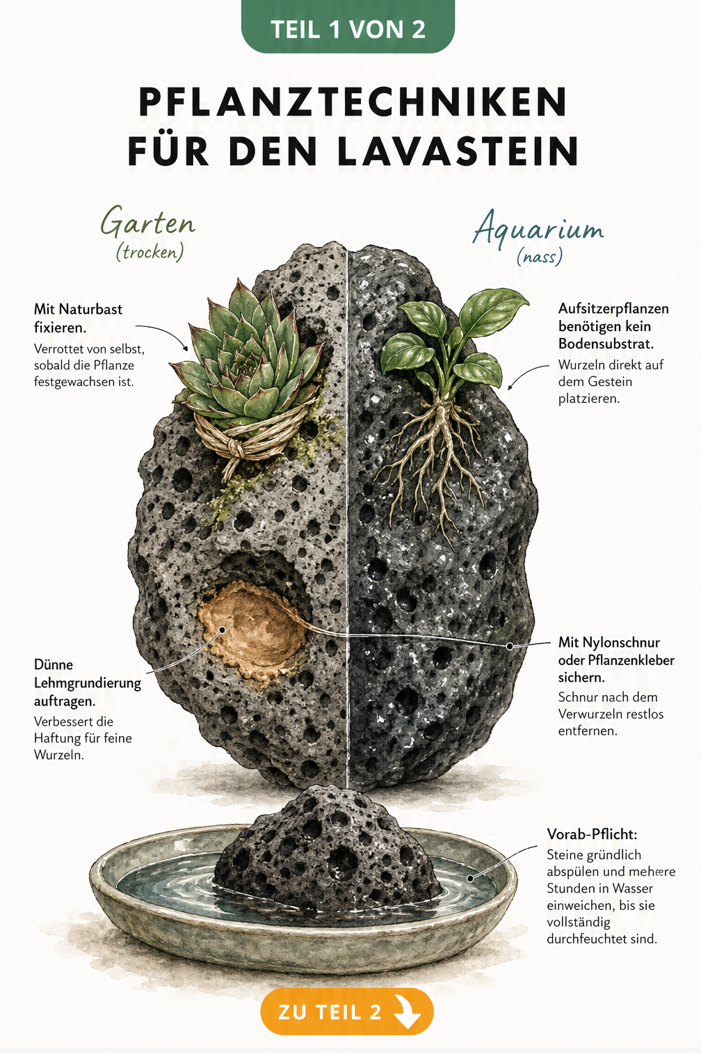 Illustration eines Lavasteins mit Pflanztechniken für Garten und Aquarium