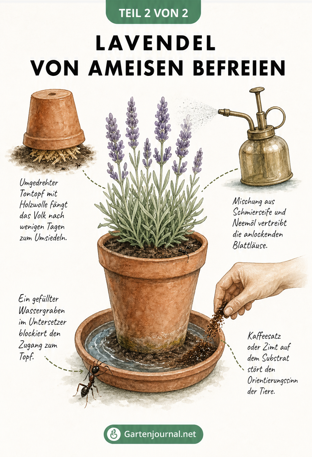 Illustration von vier Methoden, um Lavendel von Ameisen zu befreien