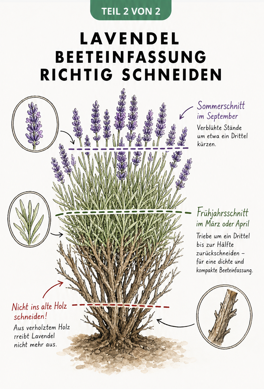 Zeichnung eines Lavendelstrauchs mit Markierungen für den Sommer- und Frühjahrsschnitt