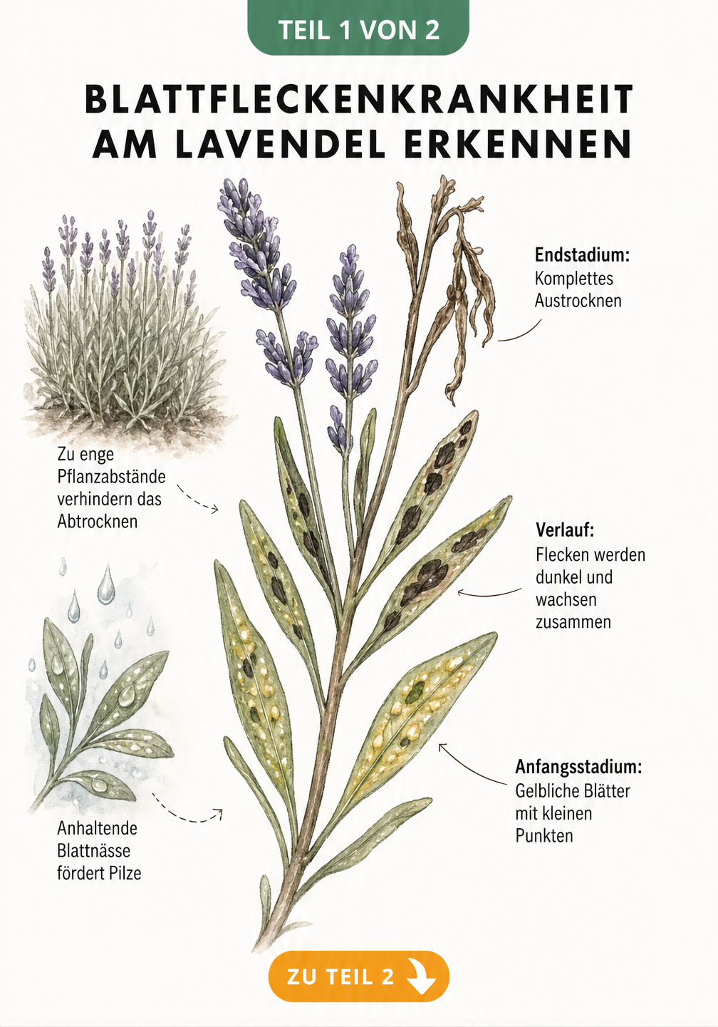 Botanische Illustration eines Lavendelzweigs, der den Verlauf der Blattfleckenkrankheit von gelblichen Blättern mit Punkten bis zum kompletten Austrocknen...