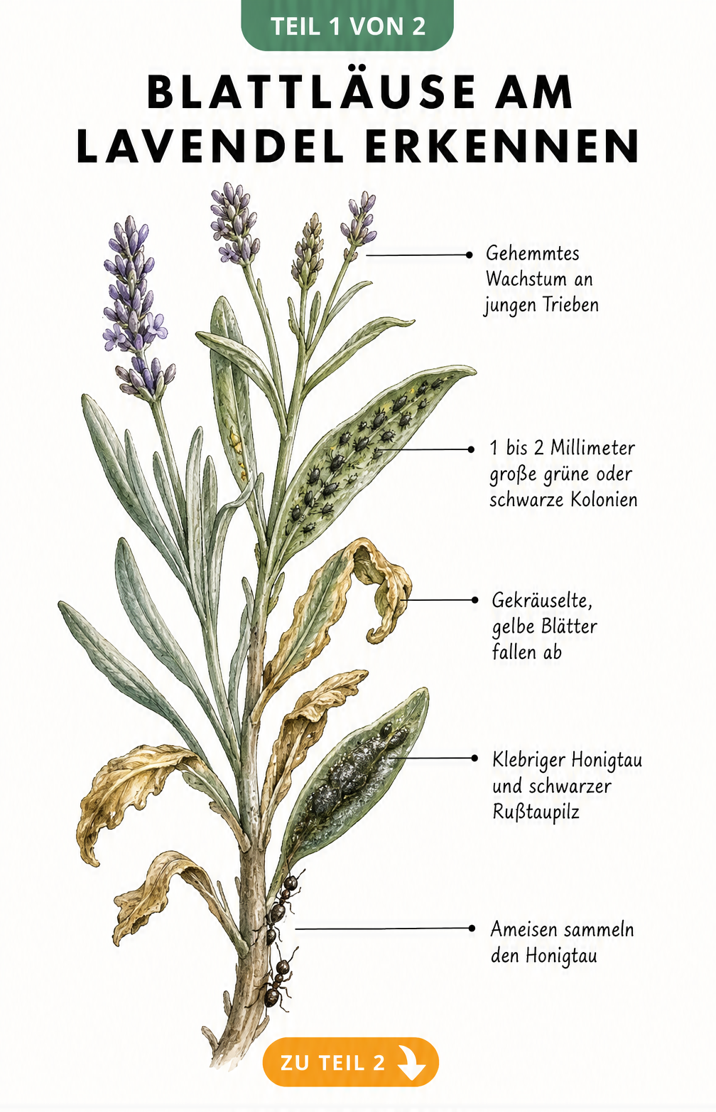 Botanische Illustration eines Lavendelzweigs mit Schadbildern durch Blattläuse wie verkrüppelte Knospen, eingerollte Blätter und Honigtau.