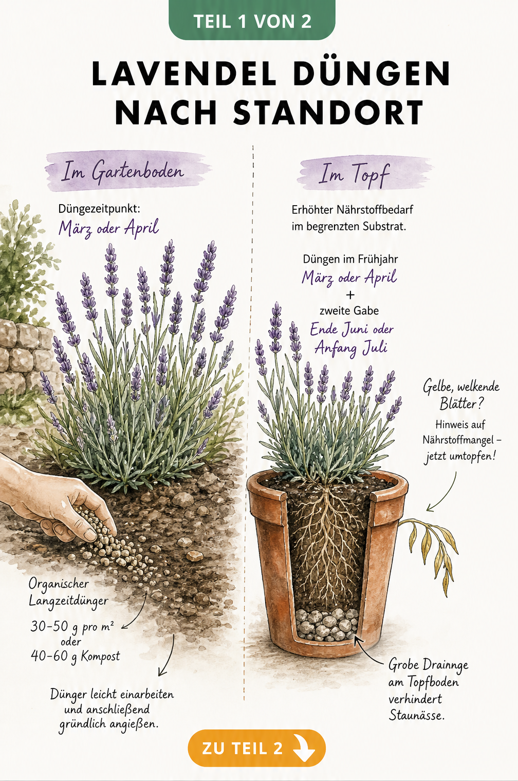 Illustration eines Lavendelbuschs im Garten und im Topf mit Düngehinweisen für Frühjahr und Sommer