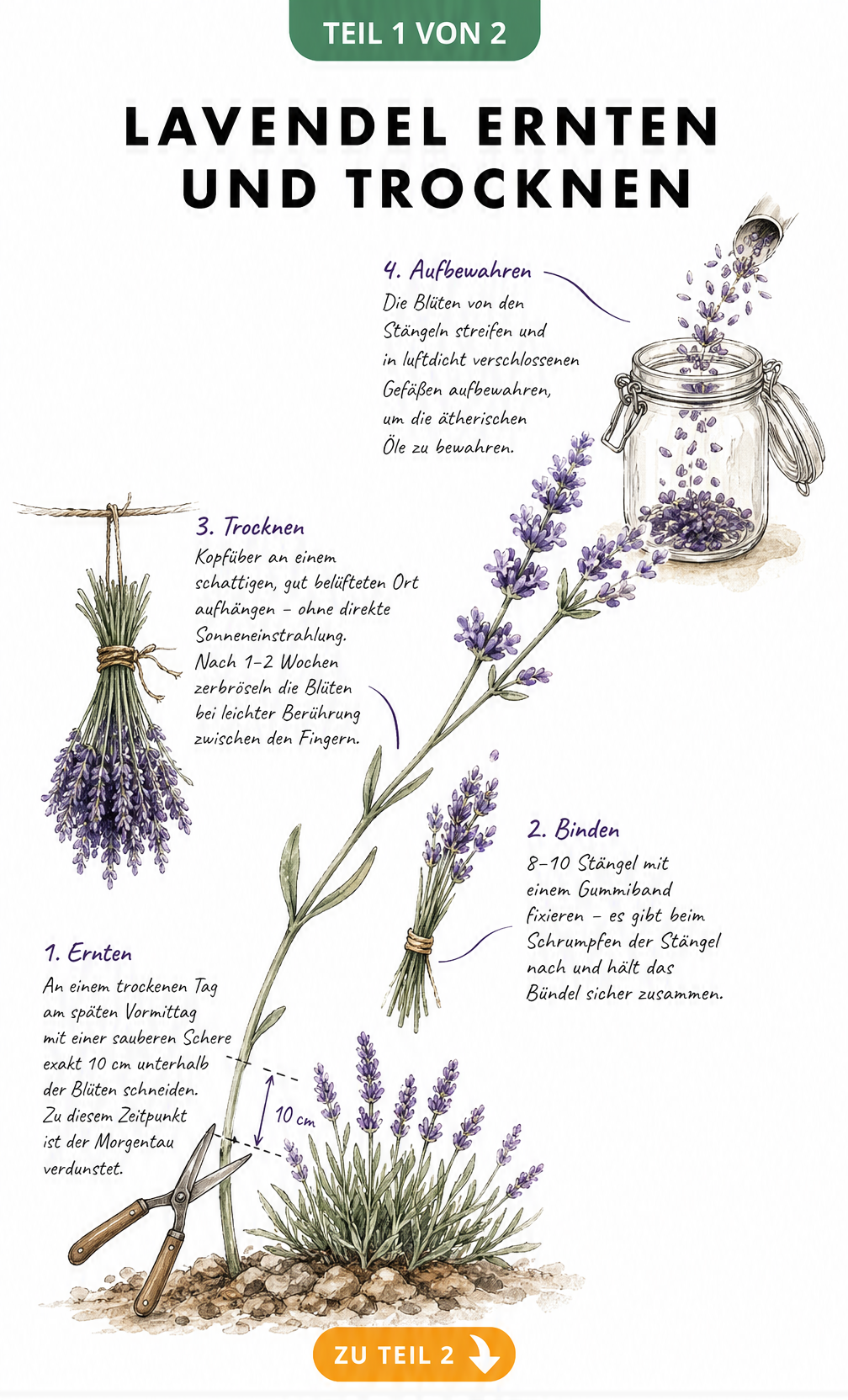 Aquarell-Illustration zeigt einen Lavendelzweig vom frischen Schnitt bis zur getrockneten Blüte im Glas mit Anleitung zum Ernten und Binden