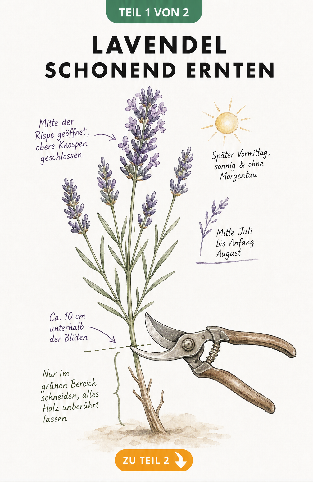 Botanische Illustration eines Lavendelzweigs mit Hinweisen zum optimalen Erntezeitpunkt und Schnitt