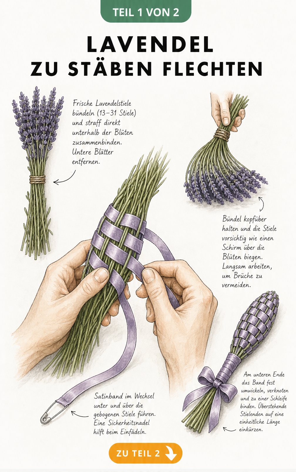 Illustration von Händen, die frische Lavendelstiele mit einem Satinband zu einem Stab flechten