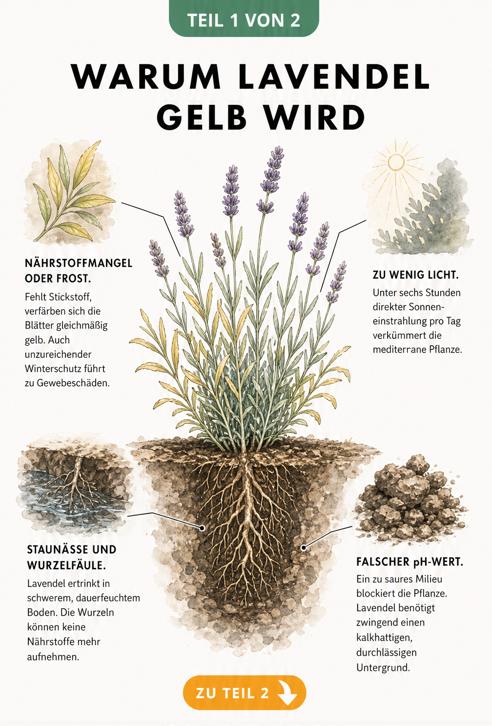 Botanische Illustration einer Lavendelpflanze im Querschnitt, die Ursachen für gelbe Blätter wie Staunässe, falschen pH-Wert, Nährstoffmangel und Lichtmangel...