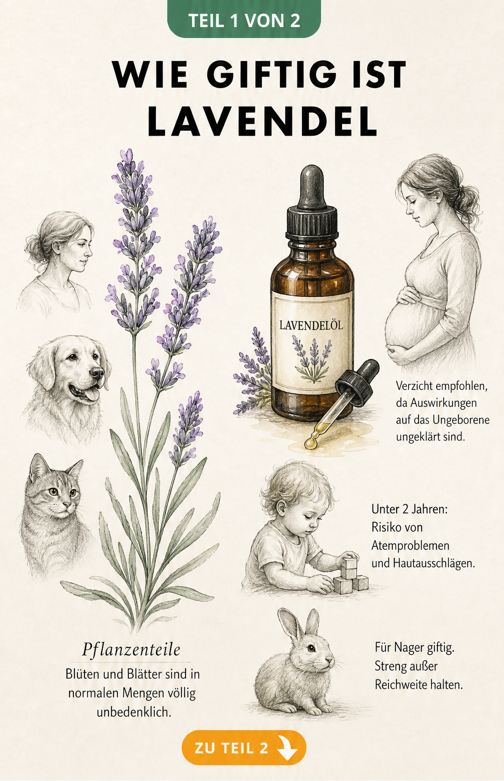Illustration eines Lavendelzweigs und eines Apothekerfläschchens mit Lavendelöl, die die Giftigkeit für Menschen und Tiere erklärt