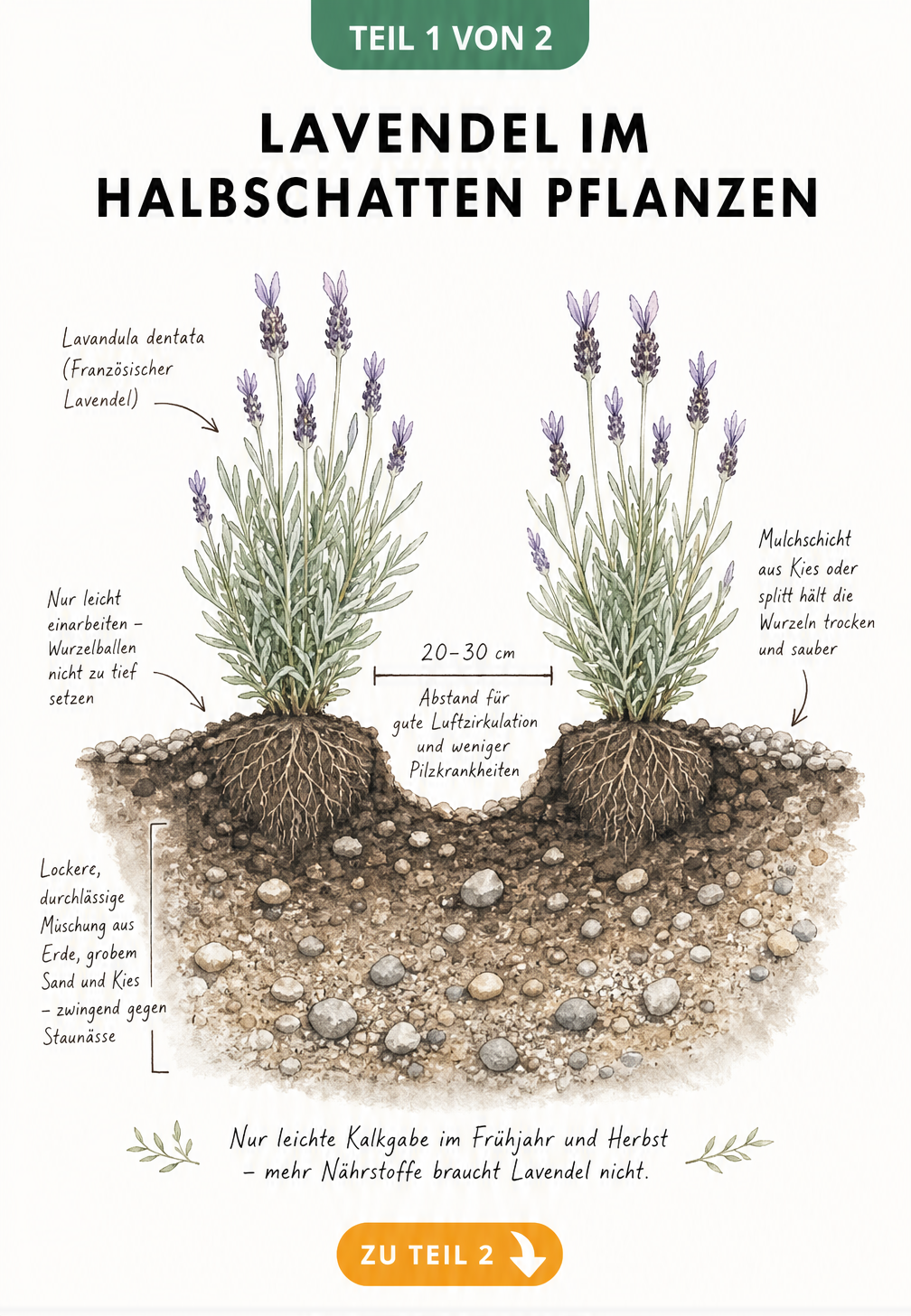 Botanische Querschnitt-Illustration eines Gartenbeets mit Lavandula dentata, die Pflanzabstand und Drainage im Halbschatten zeigt