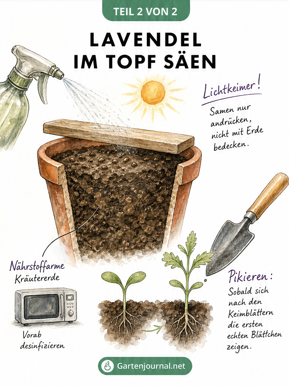 Querschnitt-Zeichnung eines Terrakotta-Topfes mit Lavendelsamen auf Kräutererde und Hinweisen zum Andrücken und Befeuchten