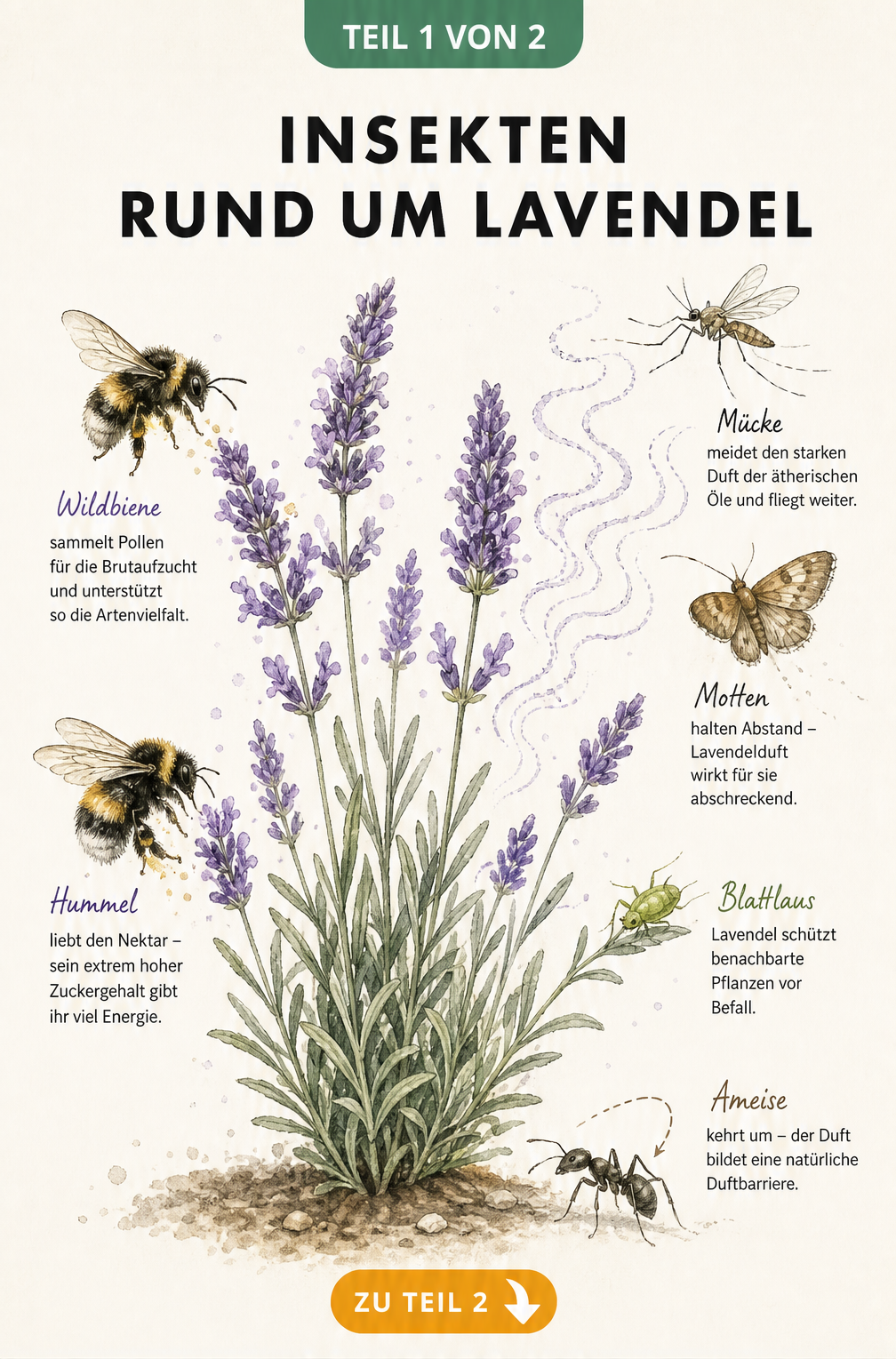 Botanische Illustration einer Lavendelpflanze mit nützlichen Insekten wie Bienen und Hummeln sowie abgewehrten Schädlingen durch ätherische Öle