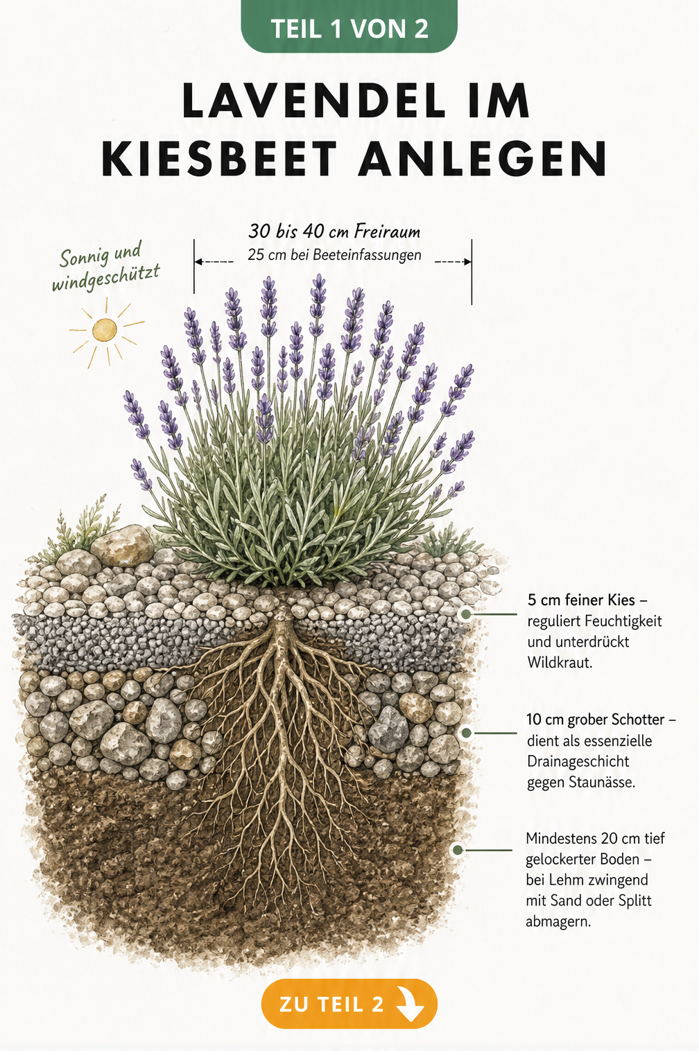 Querschnitt eines Lavendel-Kiesbeetes mit Erdschichten, Drainage und Pflanzabstand