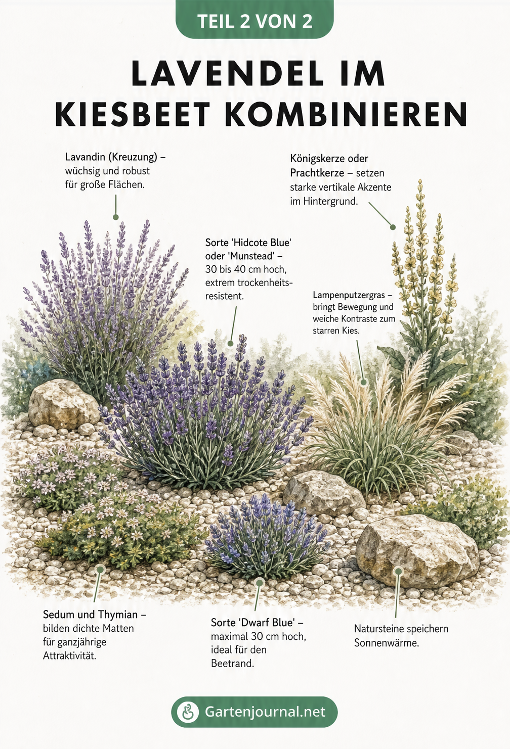 Gestaltungsskizze eines Kiesbeetes mit Lavendel, Gräsern, Bodendeckern und Natursteinen