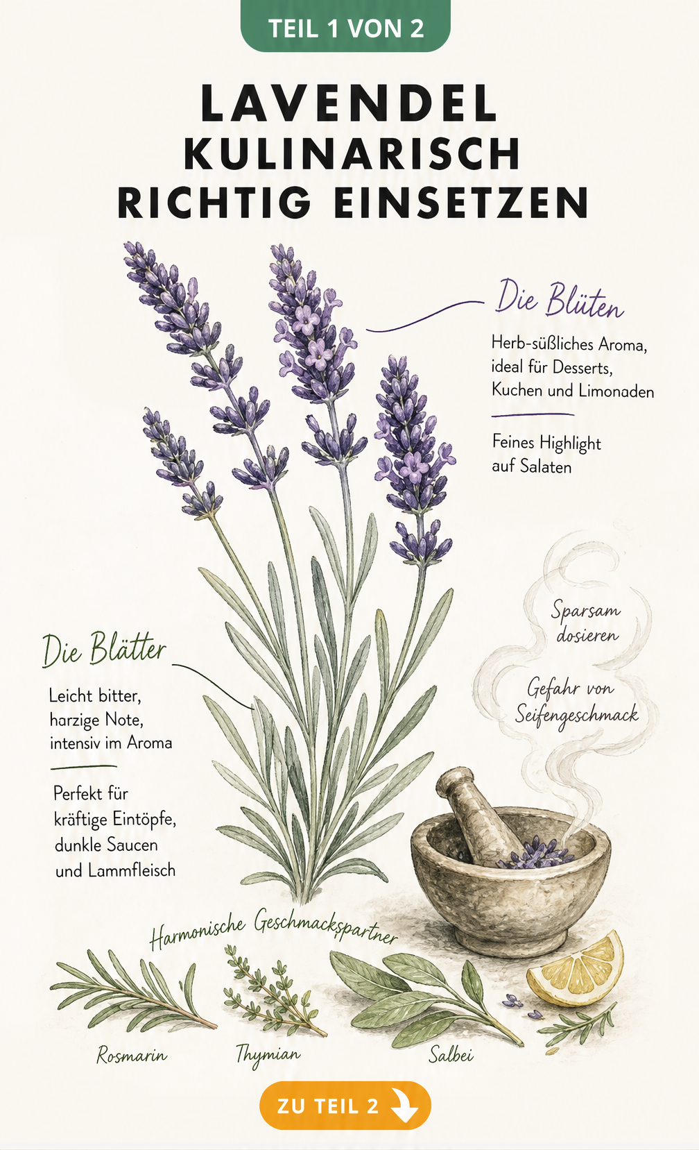 Botanische Illustration eines Lavendelzweigs mit Erklärungen zur kulinarischen Nutzung von Blüten und Blättern sowie passenden Gewürzen