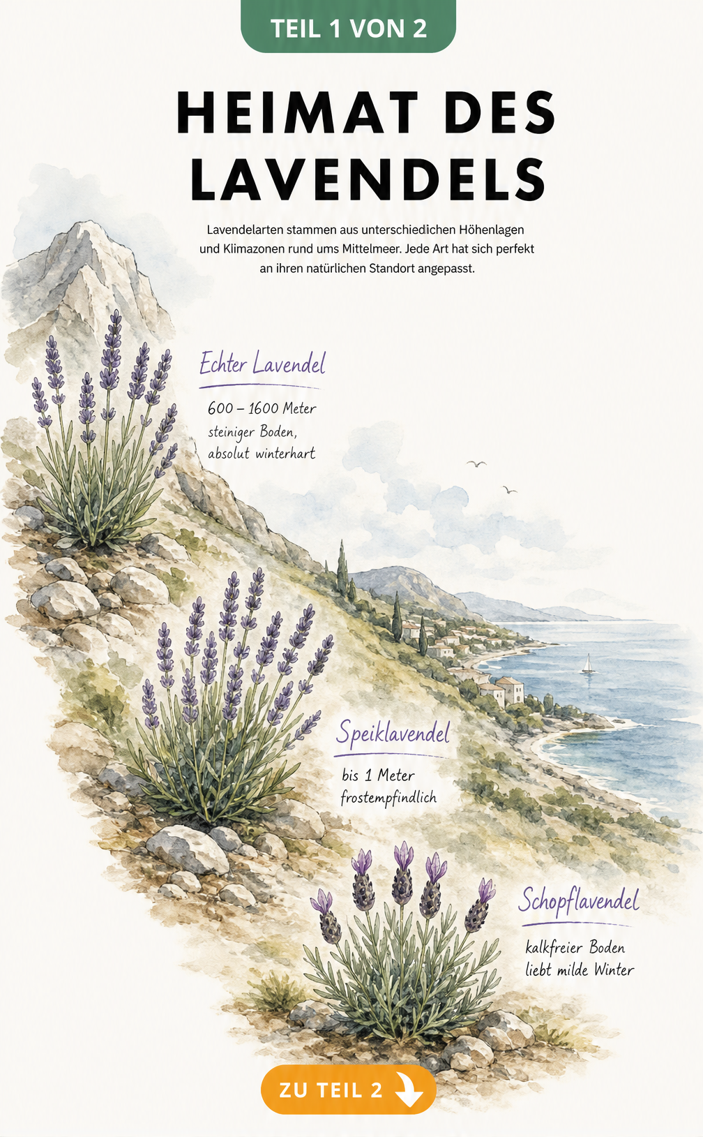 Aquarell-Illustration der natürlichen Lebensräume von Echtem Lavendel, Speiklavendel und Schopflavendel im Höhenprofil