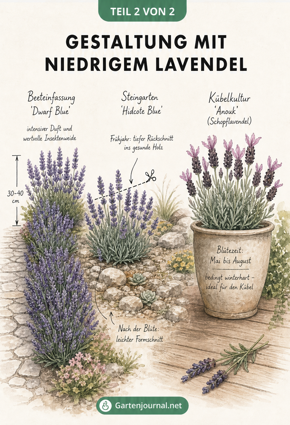 Skizze zur Gartengestaltung mit niedrigem Lavendel: Beeteinfassung am Weg, Steingarten mit Schnitt-Hinweisen und Schopflavendel im Kübel auf der Terrasse.