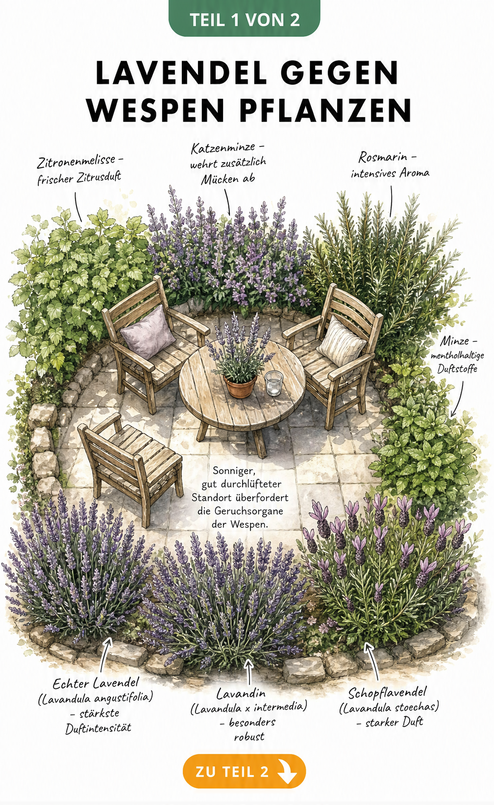Illustration einer Gartensitzgruppe umgeben von Lavendel und Begleitpflanzen zur Wespenabwehr