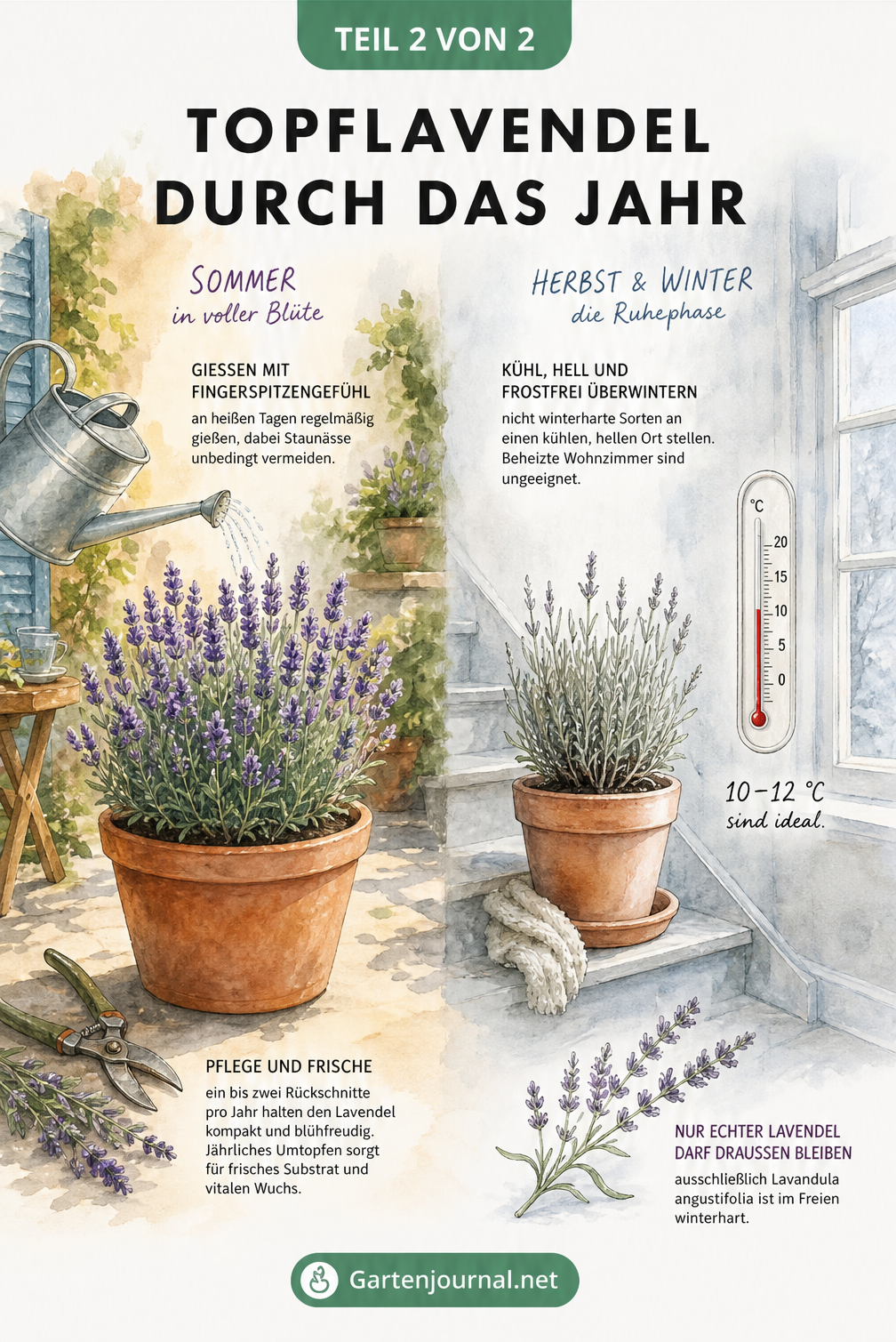 Zwei Szenen: Lavendel im Sommer auf dem Balkon beim Gießen und im Winter bei 10 bis 12 Grad im kühlen Zimmer