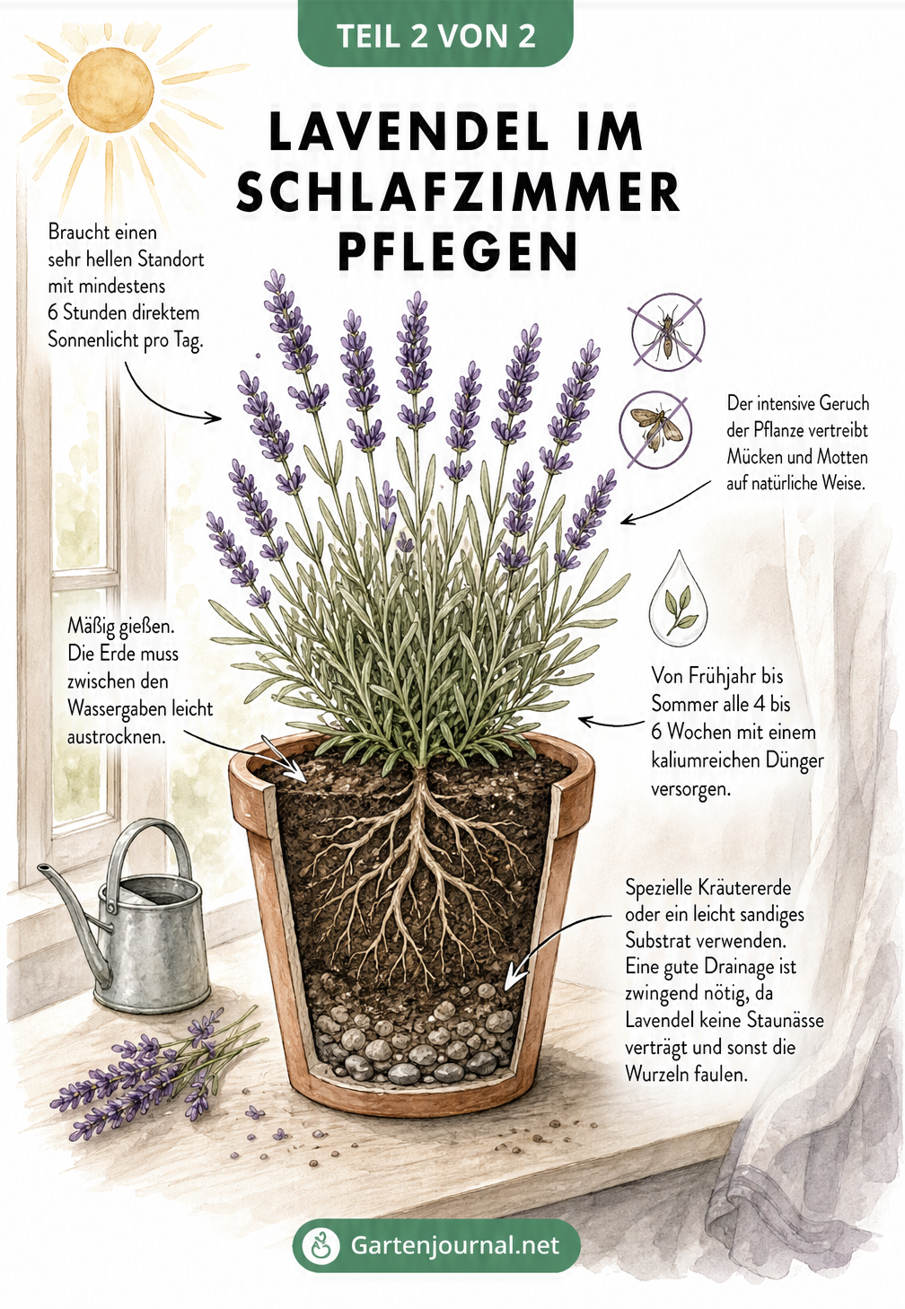 Botanische Illustration einer Lavendelpflanze im Topf mit Hinweisen zu Standort, Gießen, Düngen und Drainage
