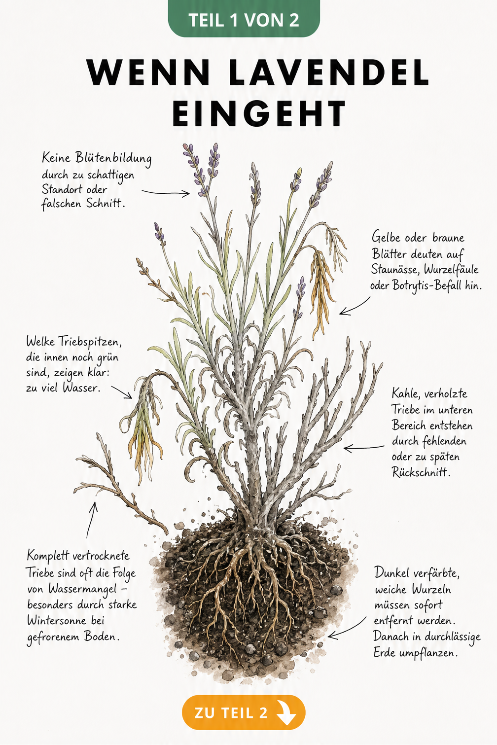 Botanische Illustration einer gestressten Lavendelpflanze mit Erklärungen zu Pflegefehlern wie Staunässe, falschem Schnitt und Wassermangel.