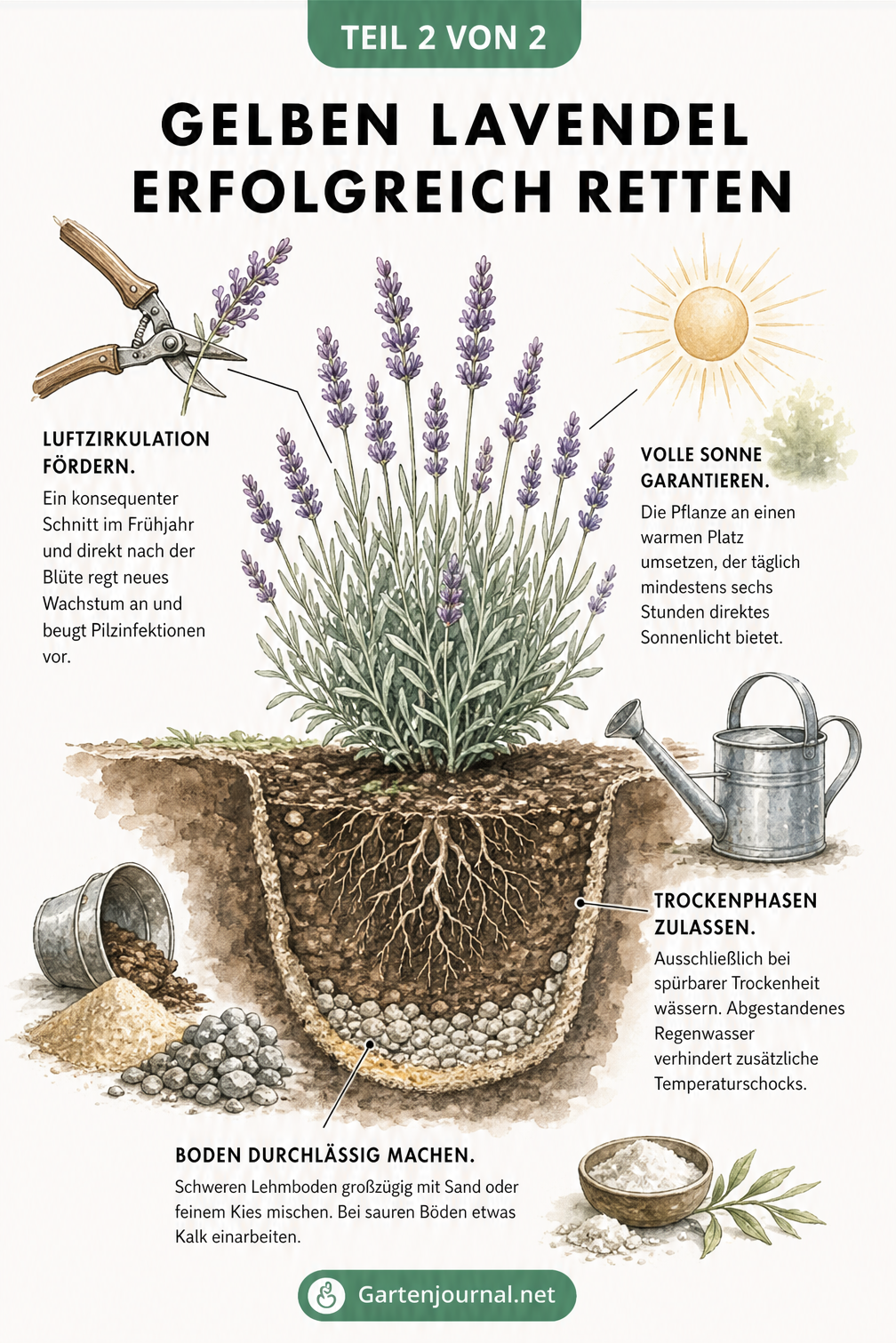 Illustration eines gesunden Lavendels im Querschnitt mit Tipps zur Rettung: Drainage-Schicht, richtiges Gießen, sonniger Standort und Rückschnitt.