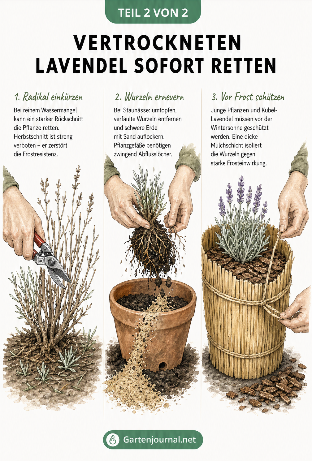 Illustration von drei Rettungsmaßnahmen für Lavendel: Rückschnitt bei Wassermangel, Umtopfen bei Staunässe und Winterschutz mit Strohmatte und Mulch.