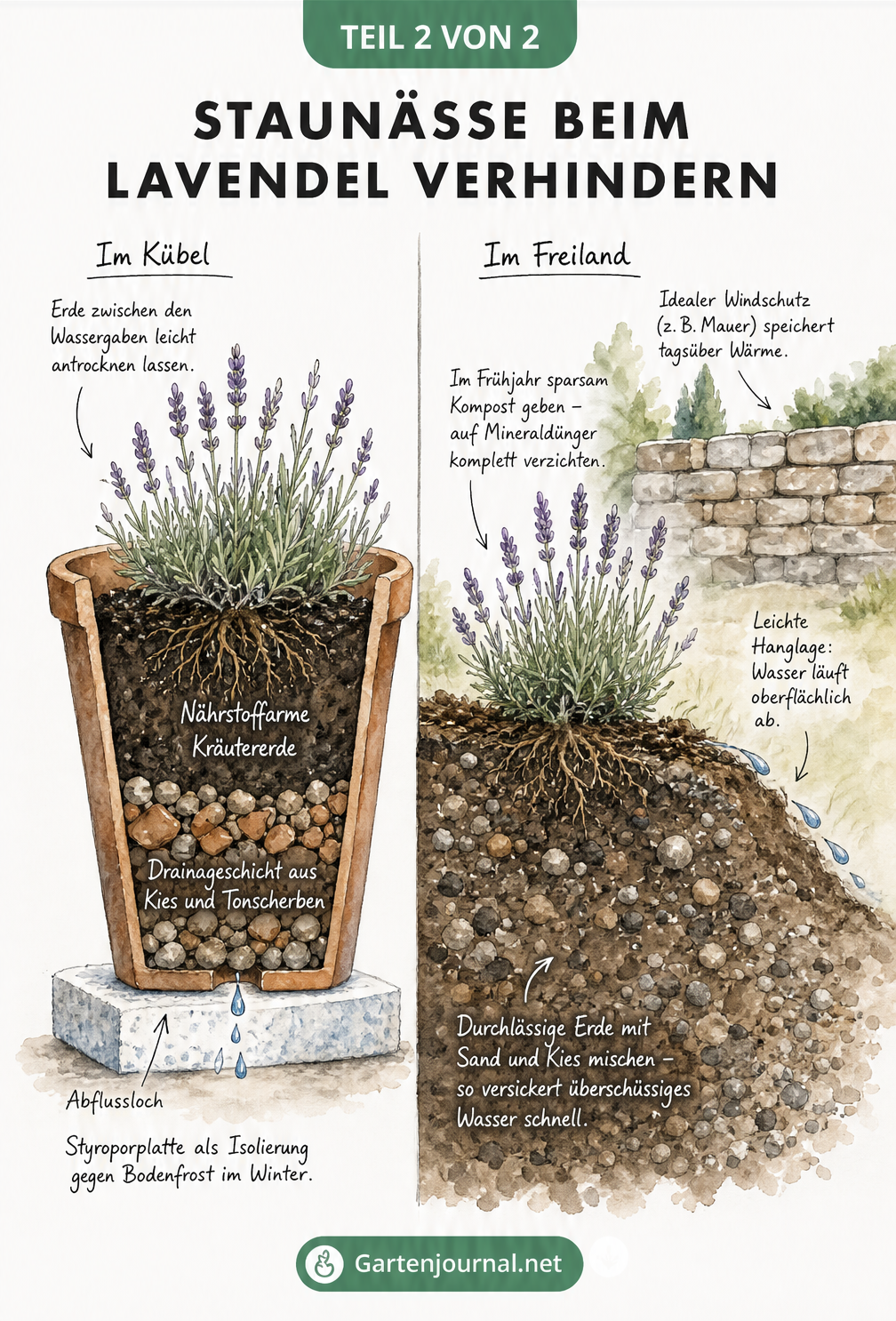 Querschnitt durch Erde und Kübel, der die ideale Pflanzung von Lavendel mit Drainage und durchlässigem Boden zeigt.
