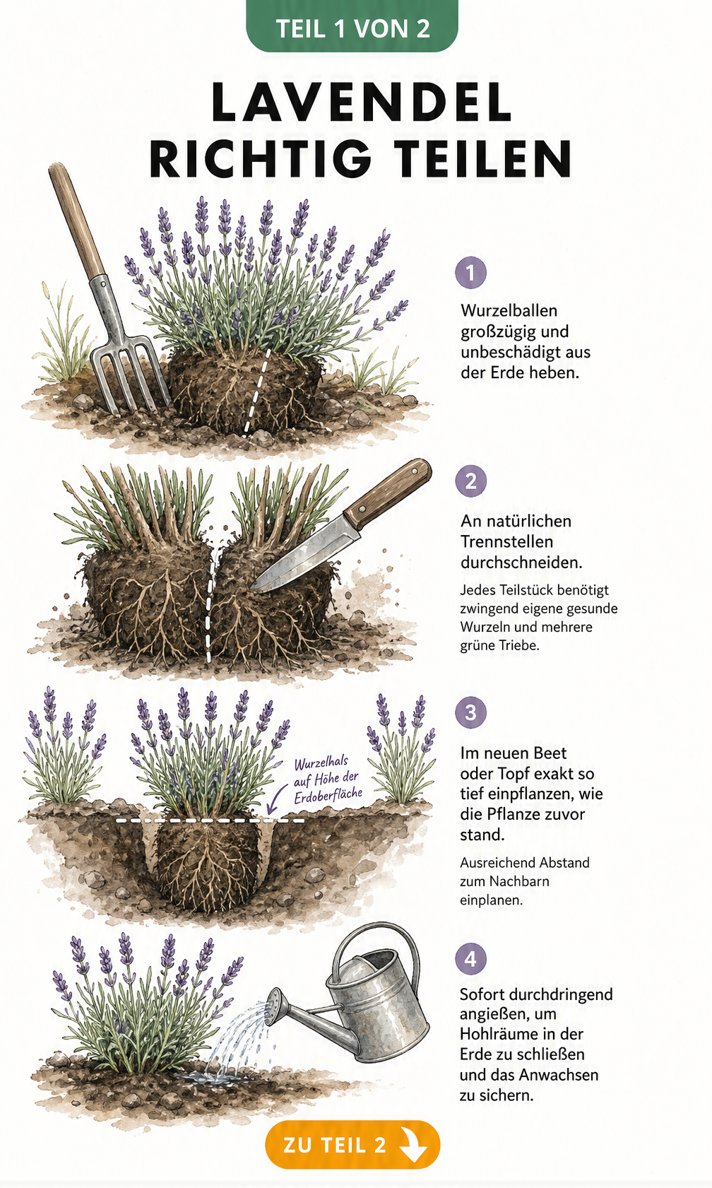 Botanische Skizze: Lavendel teilen in vier Schritten - Ausgraben, Durchschneiden, Einpflanzen und Angießen.