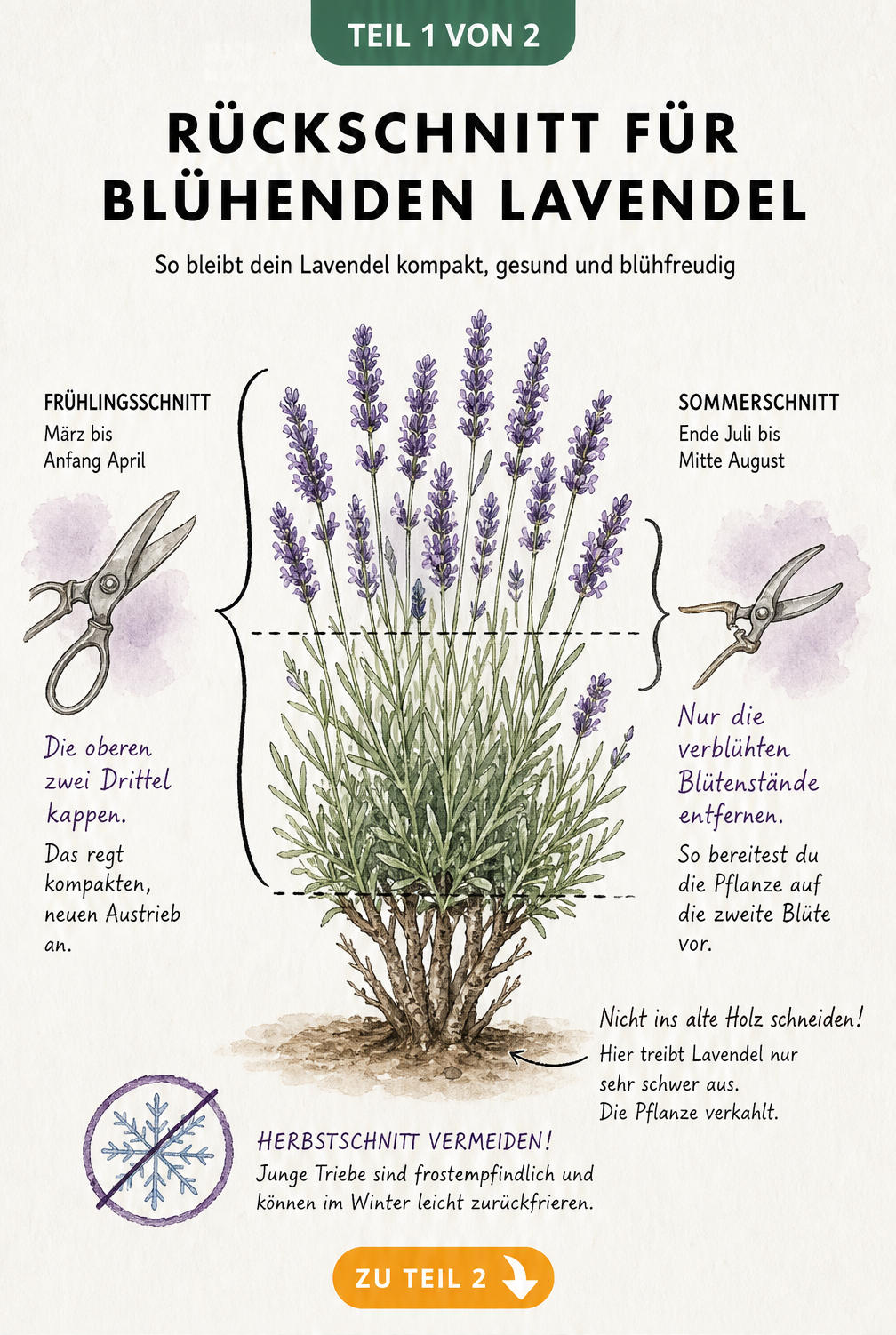 Botanische Illustration eines Lavendelstrauchs mit Schnittanleitung für Frühjahr und Sommer