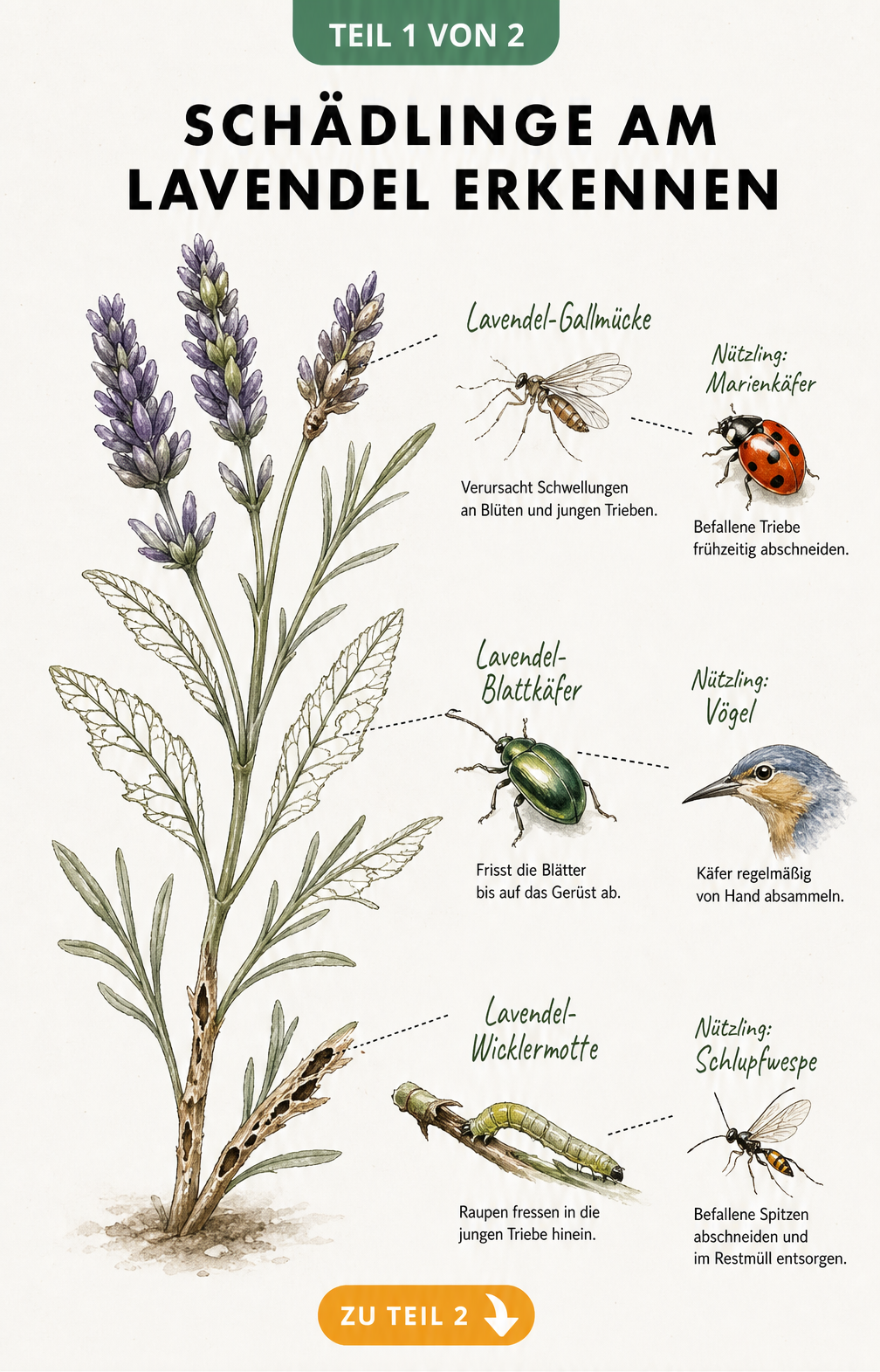 Botanische Illustration eines Lavendelzweigs mit Schadbildern von Gallmücke, Blattkäfer und Wicklermotte sowie deren natürlichen Feinden.