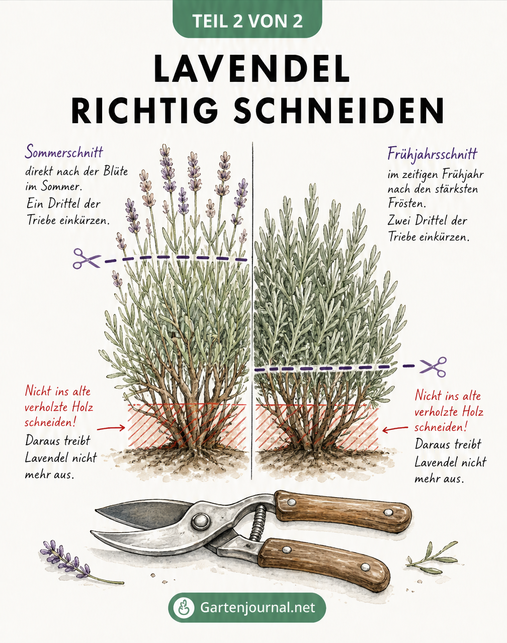 Vorher-Nachher-Zeichnung eines Lavendelstrauchs, die den Sommer- und Frühjahrsschnitt zeigt