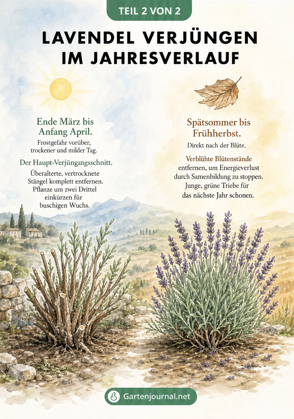 Illustration zweier Lavendelpflanzen in einer Landschaft, die den Frühjahrsschnitt und den Sommerschnitt im Jahresverlauf zeigen.