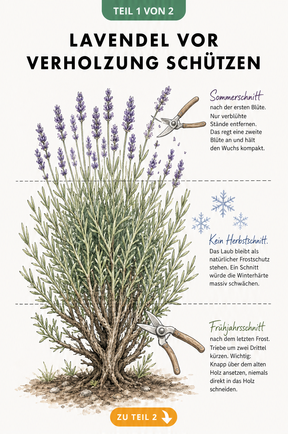 Botanische Illustration eines Lavendelstrauchs mit Schnittanleitungen für Frühjahr und Sommer zur Vorbeugung von Verholzung