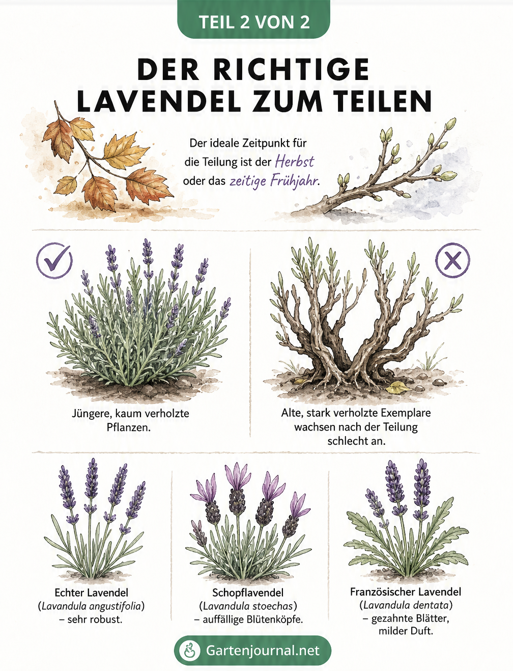 Illustration: Der richtige Lavendel zum Teilen - Zeitpunkt, Pflanzenzustand und geeignete Sorten wie Echter Lavendel, Schopflavendel und Französischer Lavendel.