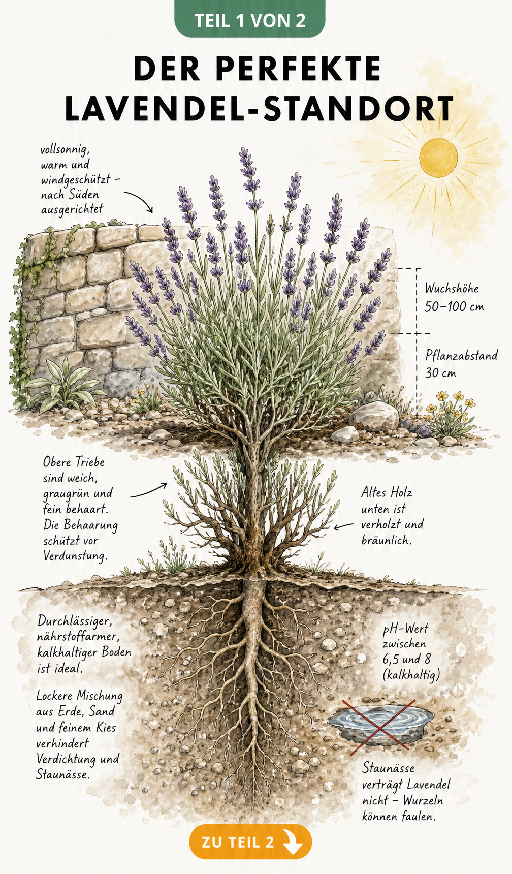 Botanische Querschnitt-Illustration einer Lavendelpflanze im Beet mit Wurzelwerk und Standortbedingungen