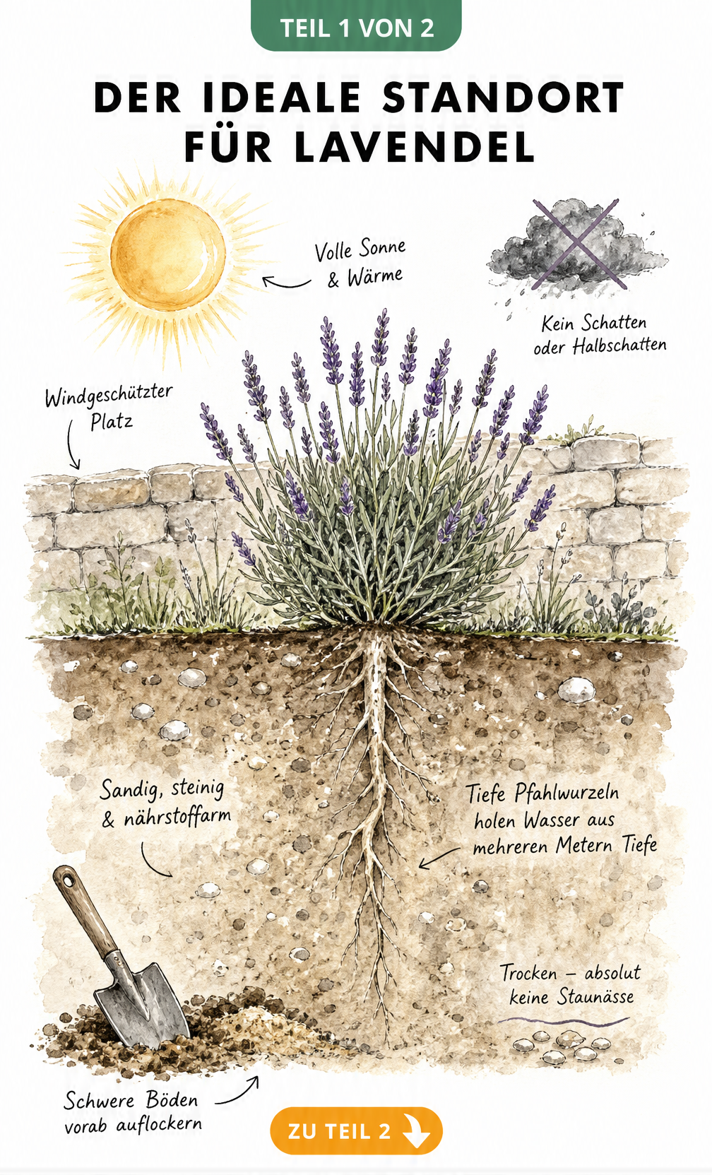 Querschnitt-Illustration eines Lavendelbuschs in voller Sonne mit tiefer Pfahlwurzel in sandigem, steinigem Boden.