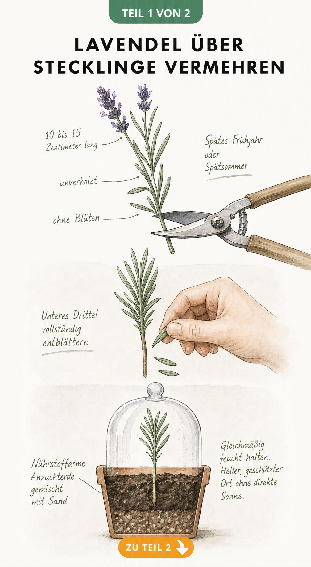 Botanische Illustration: Lavendeltrieb für Stecklingsvermehrung schneiden, entblättern und in Anzuchterde pflanzen