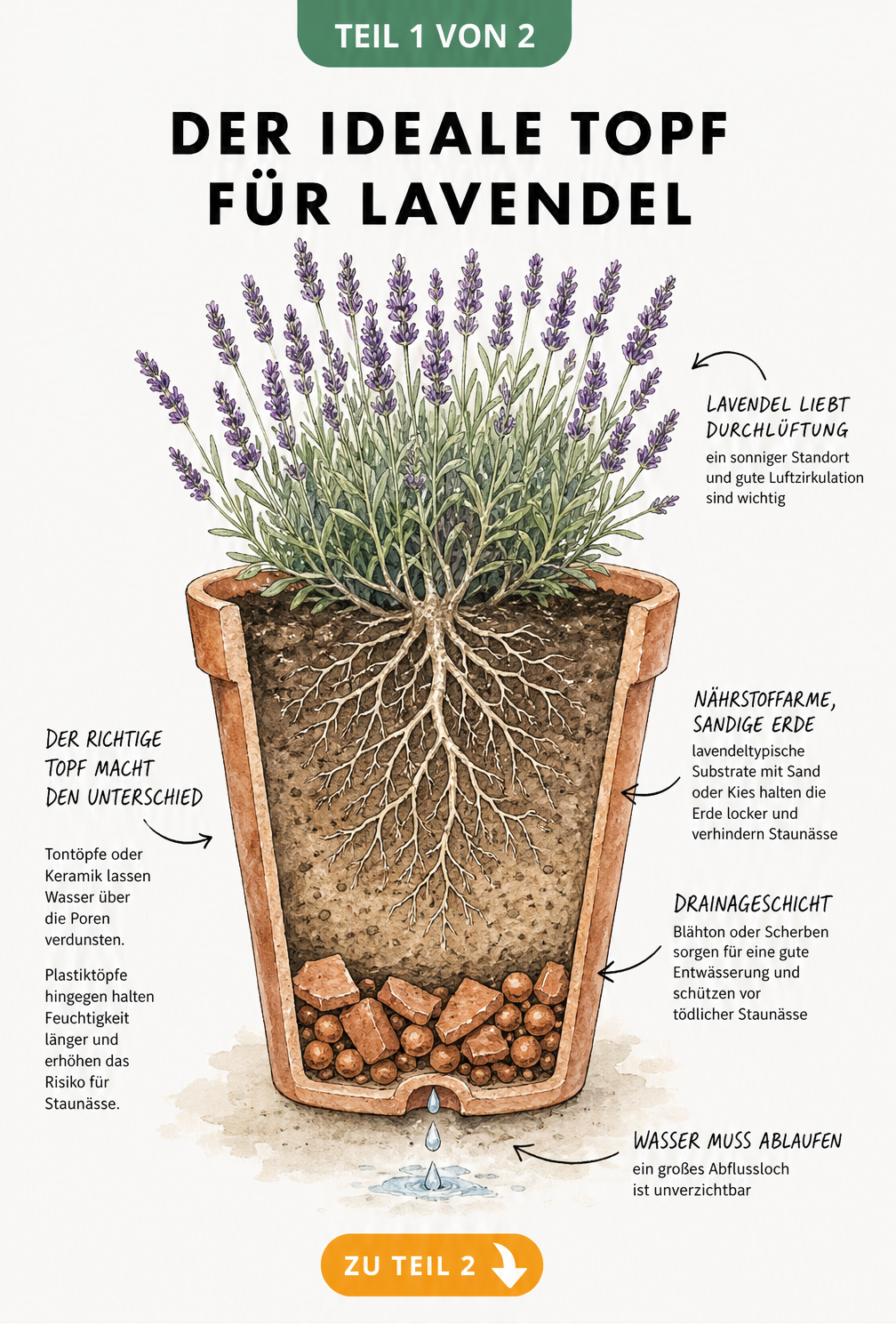 Querschnitt eines bepflanzten Lavendel-Kübels mit Drainageschicht, sandiger Erde und tiefem Wurzelsystem