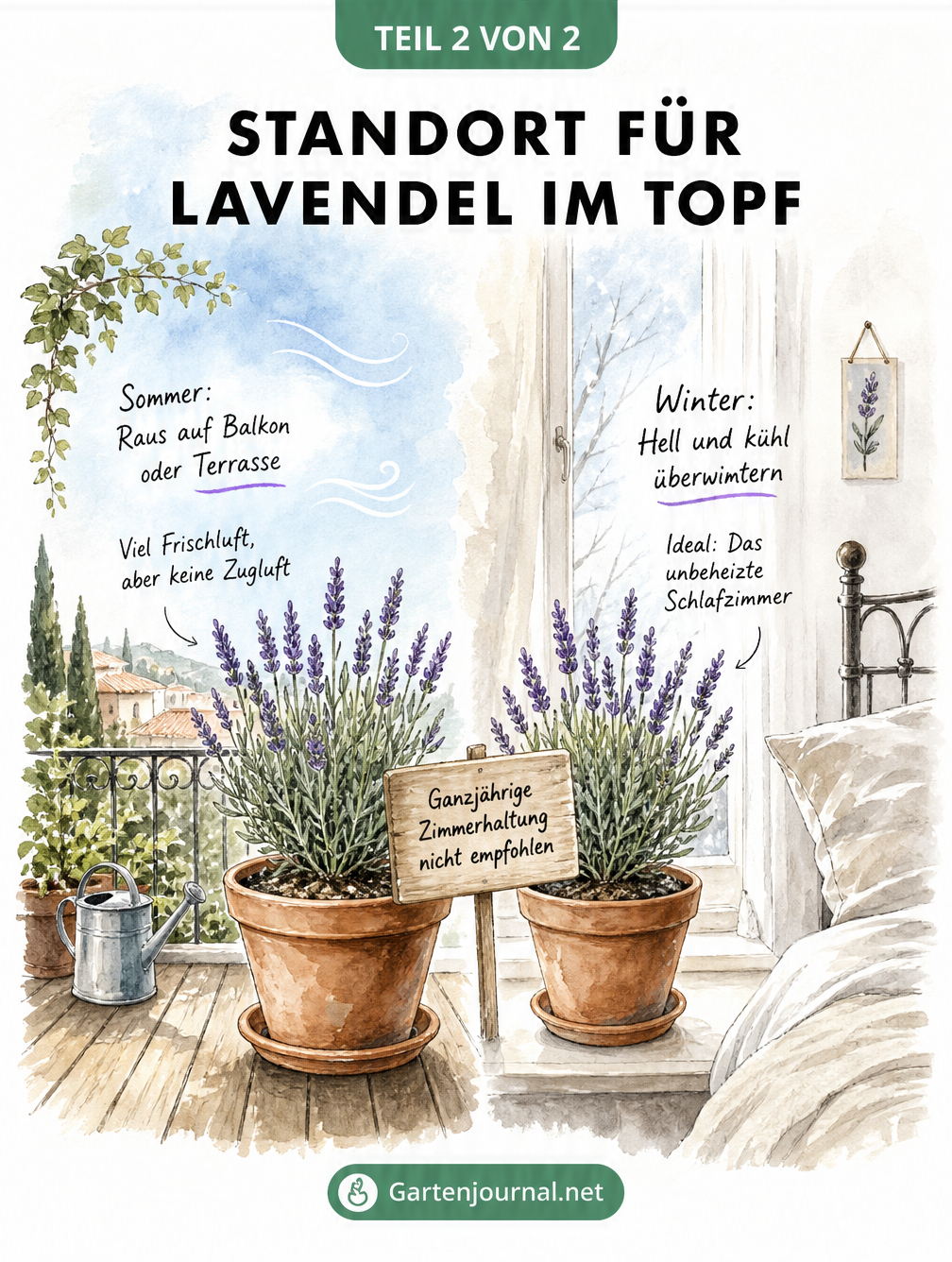 Zweigeteilte Illustration eines Lavendels im Topf: Im Sommer draußen auf dem Balkon, im Winter drinnen im kühlen Schlafzimmer.