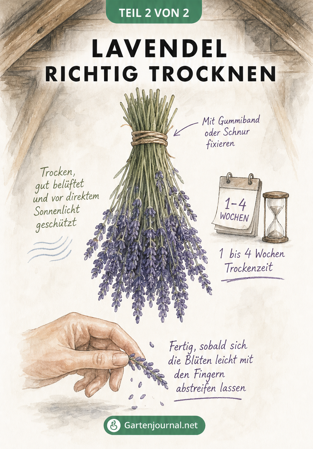 Illustration eines kopfüber hängenden Lavendelbündels mit Tipps zur Trocknung