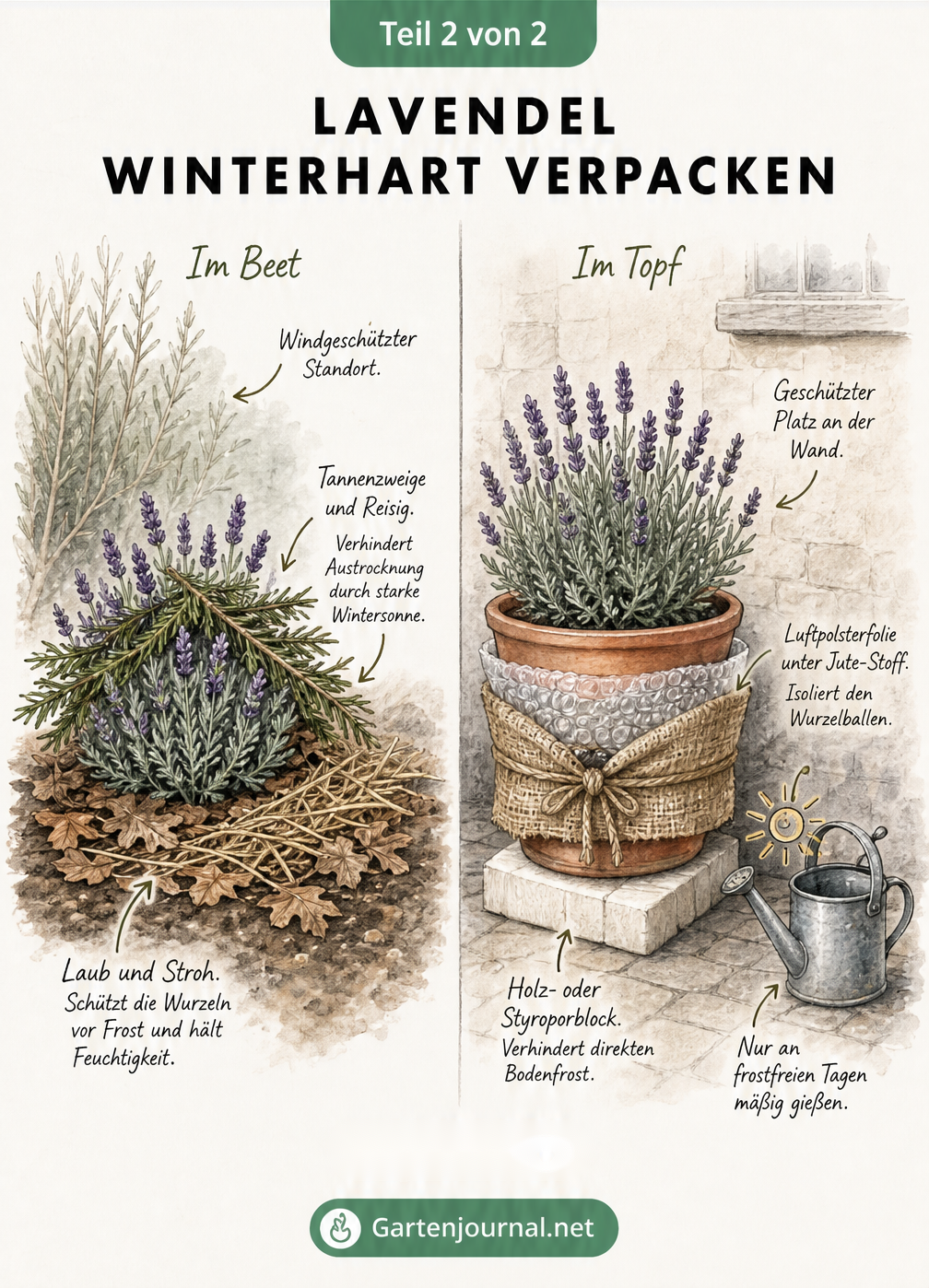 Illustration eines Lavendelbuschs im Beet mit Laub und Reisig sowie eines Lavendels im Topf mit Luftpolsterfolie sowie Jute als Winterschutz.