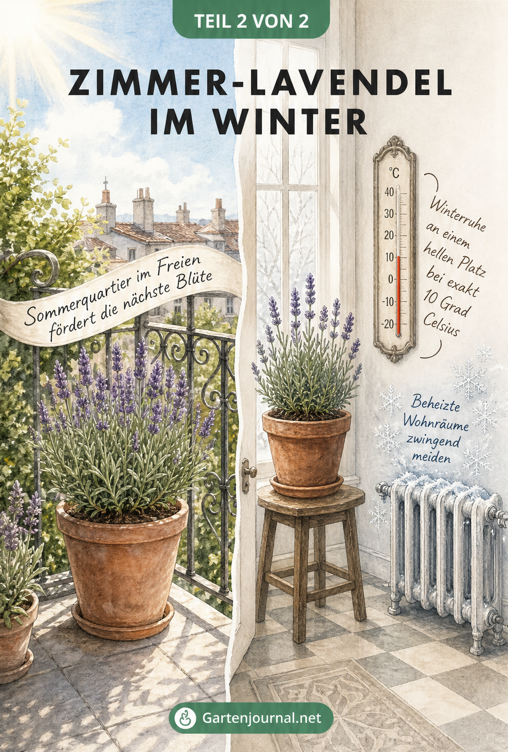 Zweigeteilte Illustration: Lavendel im Sommer auf dem Balkon und im Winter im kühlen Hausflur bei 10 Grad