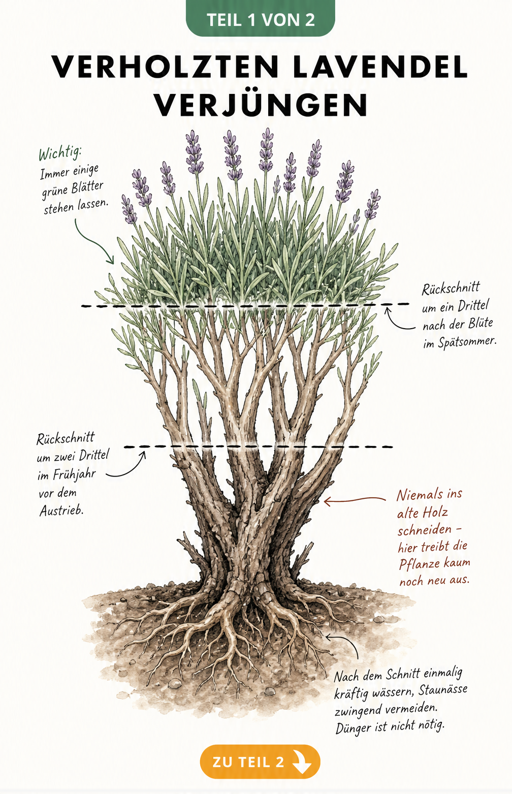 Botanische Illustration eines Lavendelstrauchs im Querschnitt mit Markierungen für den Sommerschnitt und Frühjahrsschnitt.