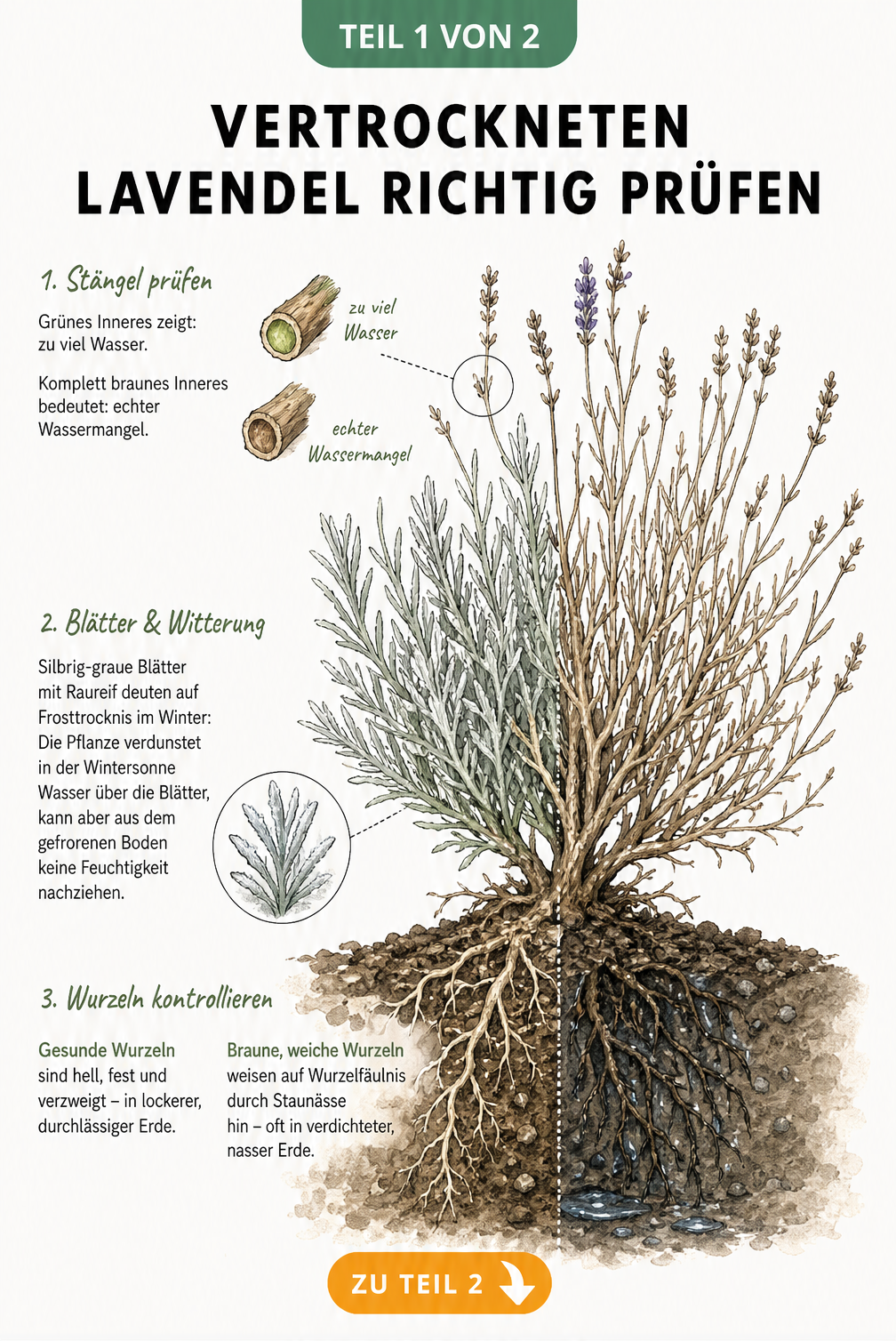 Botanische Illustration eines Lavendels im Querschnitt, die Diagnosemerkmale für Wassermangel, Frosttrocknis und Staunässe an Stängel, Blättern und Wurzeln...