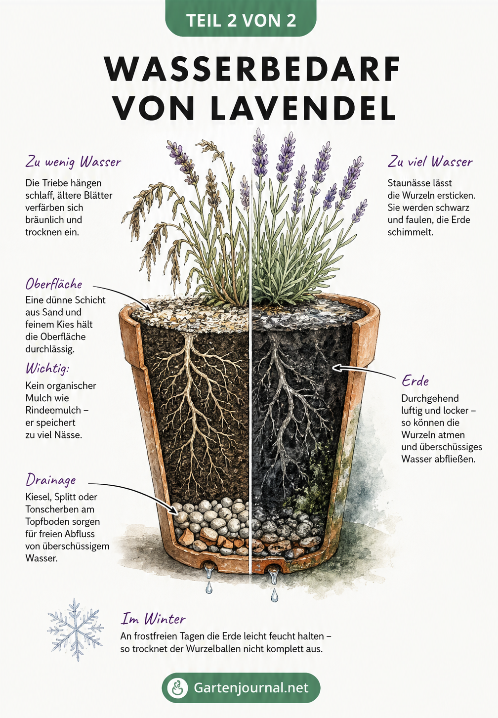Schnittzeichnung eines Lavendels im Topf, die den richtigen Bodenaufbau mit Drainage sowie die Folgen von Wassermangel und Überwässerung zeigt.